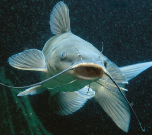 Blue Catfish